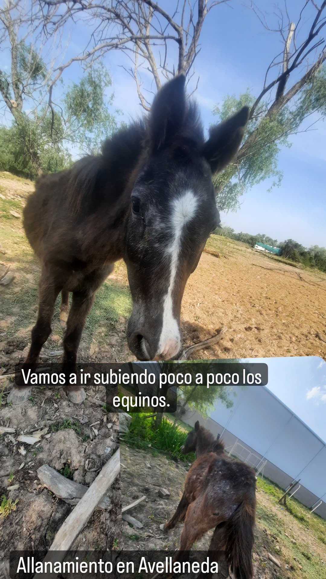 Campo del horror